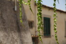 Vines, Pianogrillo Farm Organic Winery, Chiaramonte Gulfi, Sicily